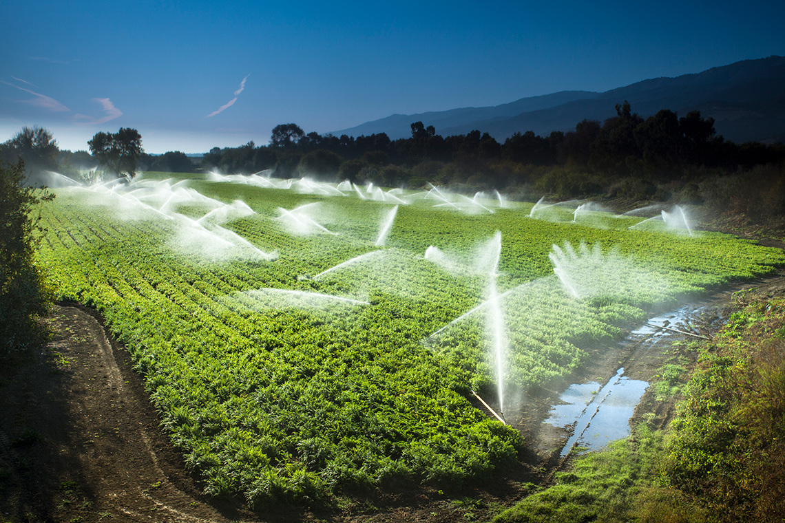 Dozens of large sprinklers spray water over a large field of crops.
