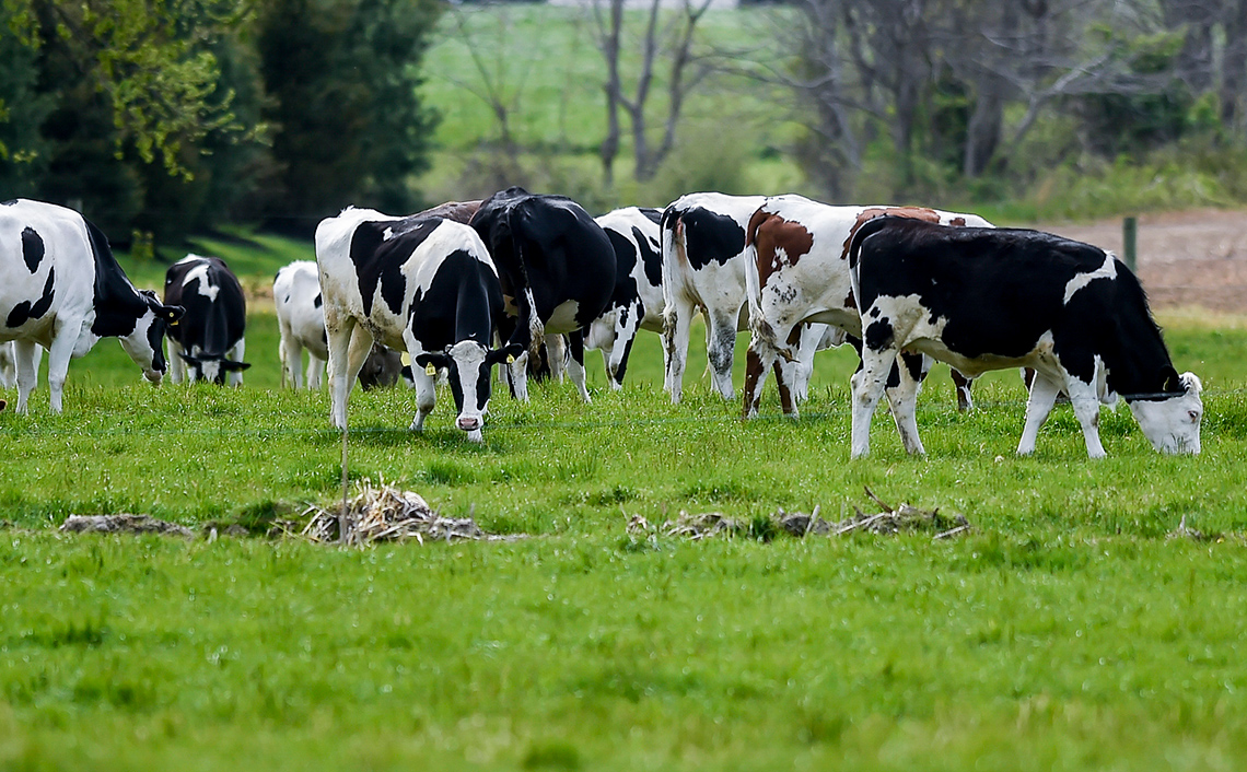 A herd of cows grazing on grass.