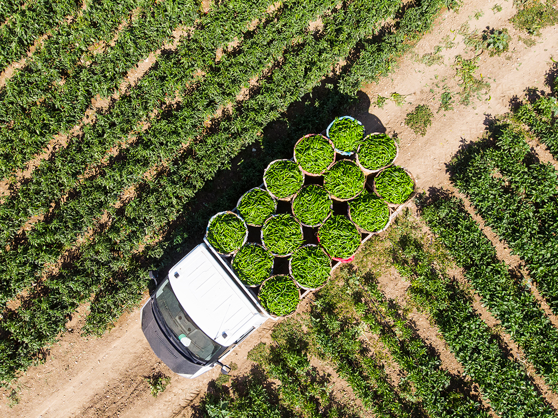 Truck passing through fields to harvest veggies from the fields.