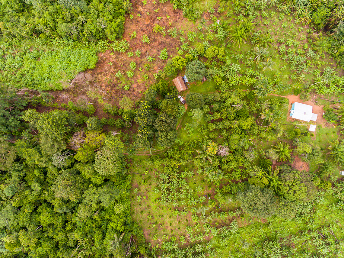 Aerial view of a farm with lots of trees and diverse crops.