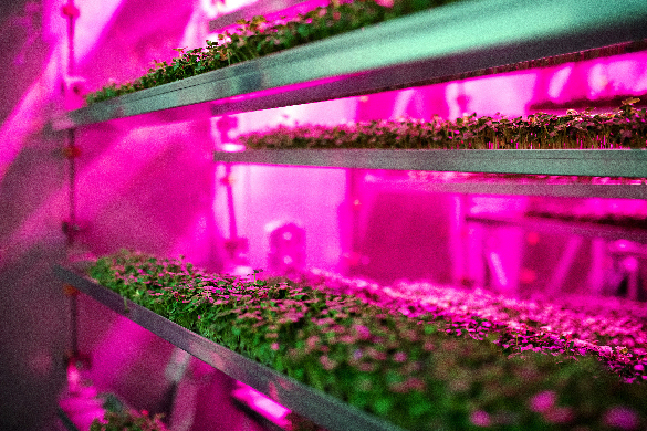 Plants growing under pink lights.