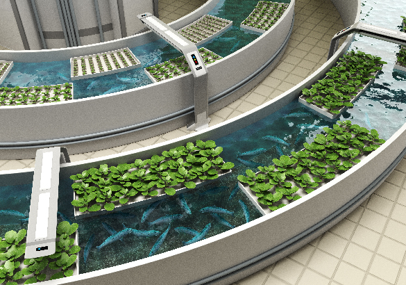 Plants growing in small pools of water surrounded by fish.