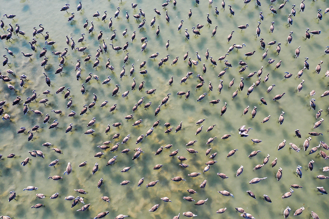 An aerial view of hundreds of flamingos standing in water shot from a drone.