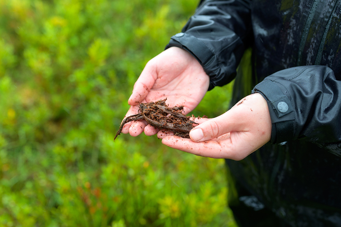 A person’s hands holding out some peat.