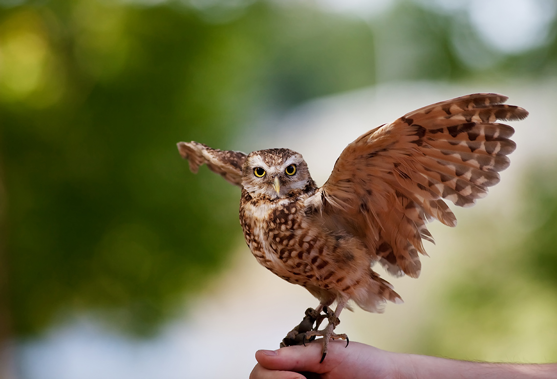 A burrowing owl resting on a person’s hand and outstretching its wings.