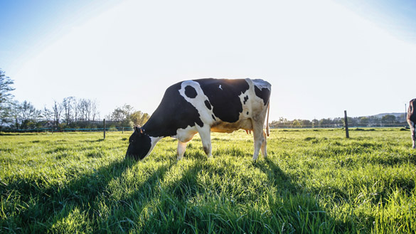 A cow grazing in a field.