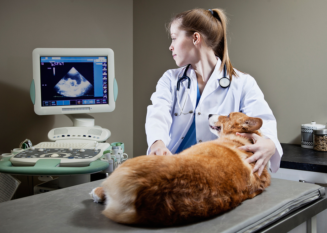 A veterinarian performing an ultrasound on a dog.