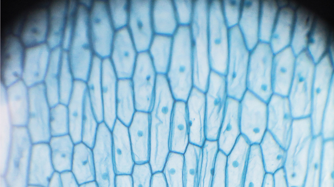 An onion cell. It is circular in shape and contains many thin, oval shapes with blue outline. Each of these shapes have small lines inside them and one blue dot.