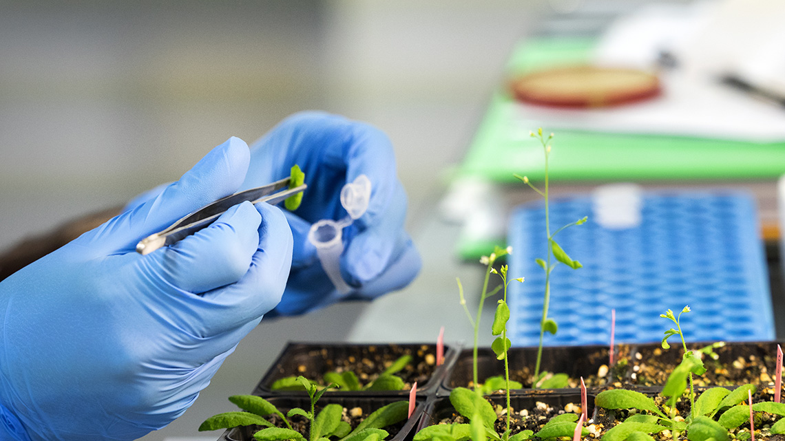 Scientist in a lab uses tweezers to take sample from tray of plants and place it in a test tube.