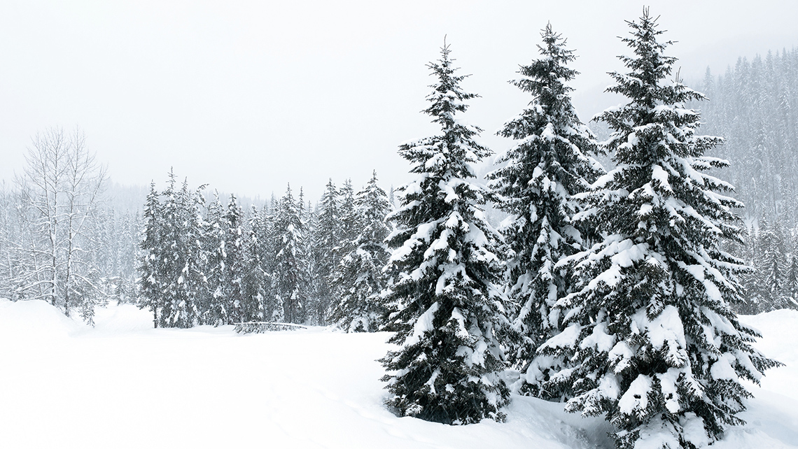 Evergreen trees covered in heavy snow.