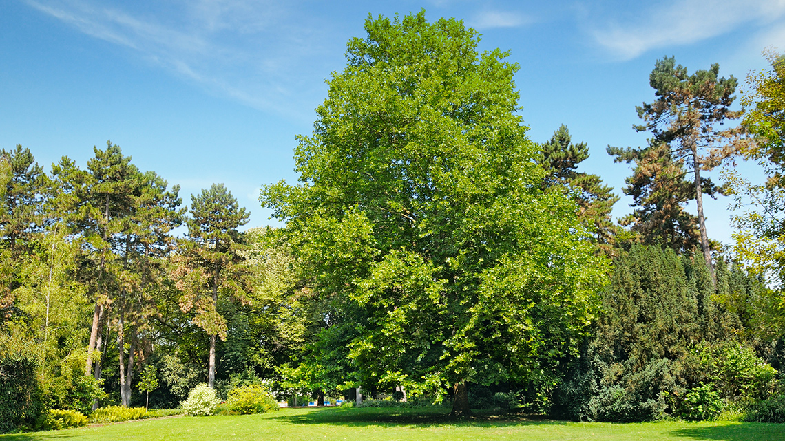 Large, full trees