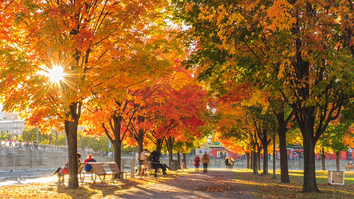 Trees with leaves that have changed colours.