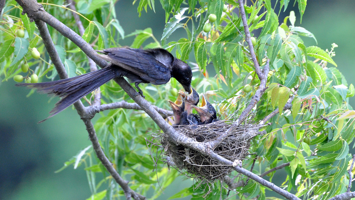 A bird feeding baby birds in a nest.