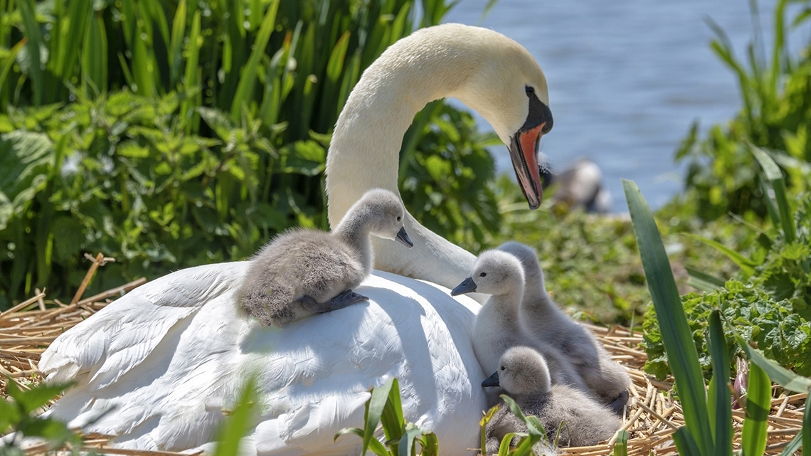 A mother swan and her babies in their nest
