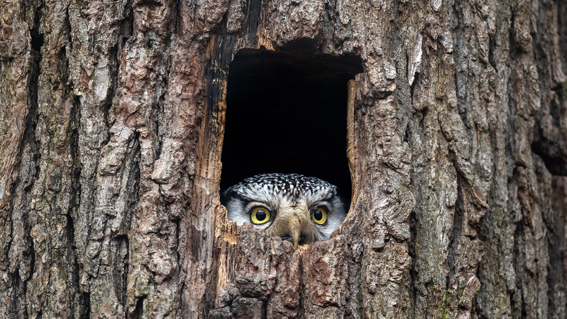 An owl peeping out of a hole in a tree.