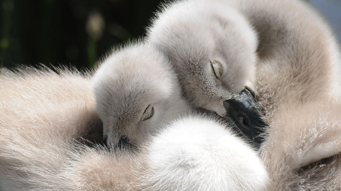 Two baby birds sleeping
