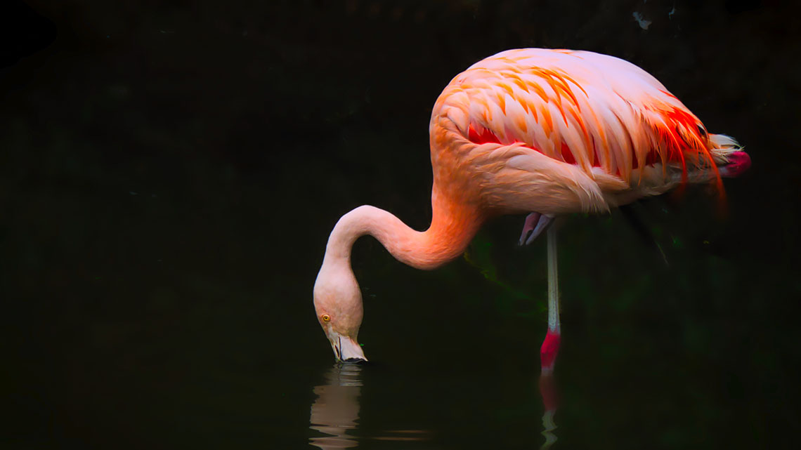 A flamingo on one leg drinking water.