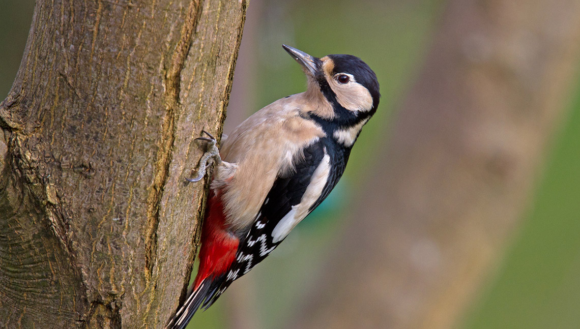 A woodpecker on a tree