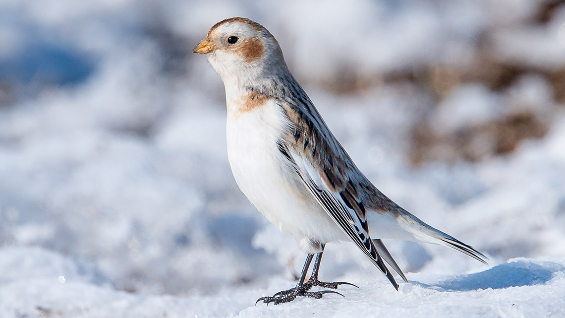 A snow bunting is standing in snow. Its belly is white and it has white, brown and black lines on its wings.