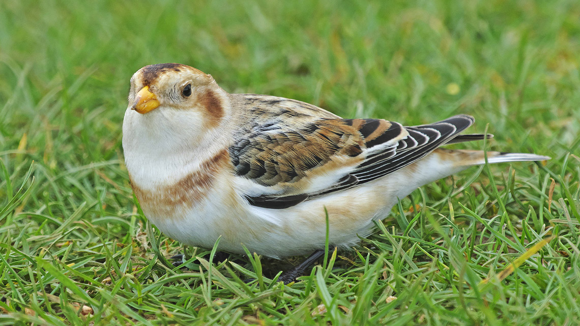 The snow bunting is sitting in the grass. It has a brown and white belly and brown, grey and black wings.