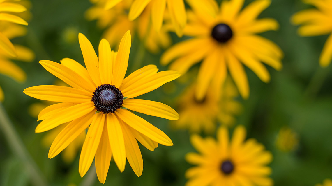 A bunch of daisies.