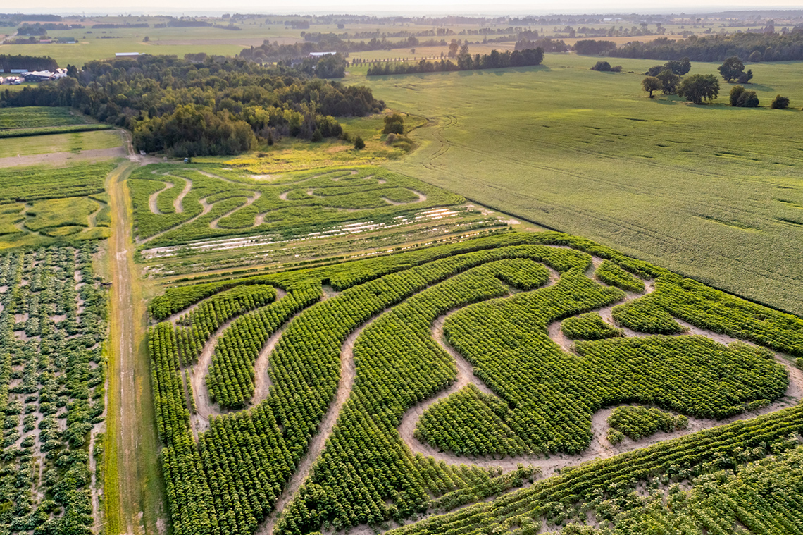 A field of sunflowers with winding paths cut through it creating a maze.