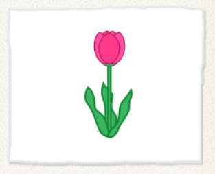 A pink tulip.