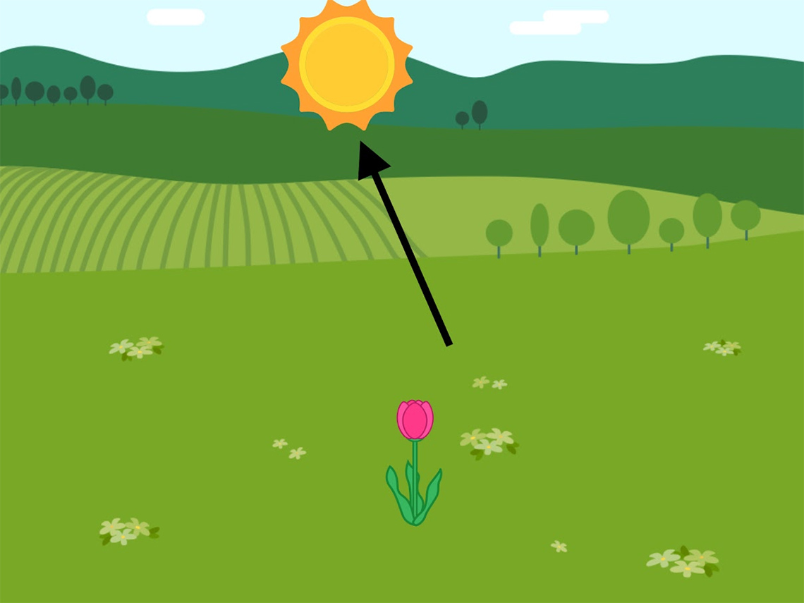 A grassy field with one tulip, a sun in the sky and an arrow pointing from the grass to the sun.