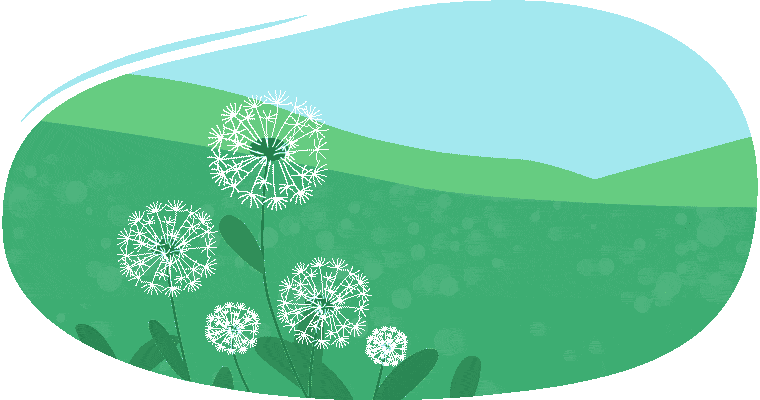 Puffy dandelions blowing in a breeze. Then, a few small pieces of the dandelion break off from the stem and float away.