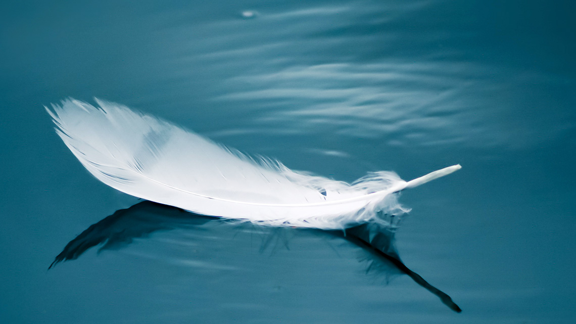 A swan feather floating on water.