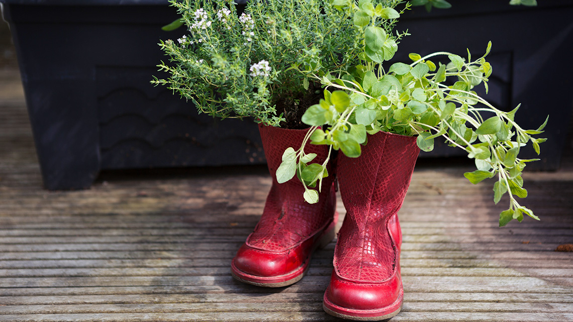 A pair of used boots are filled with soil and plants in a garden.