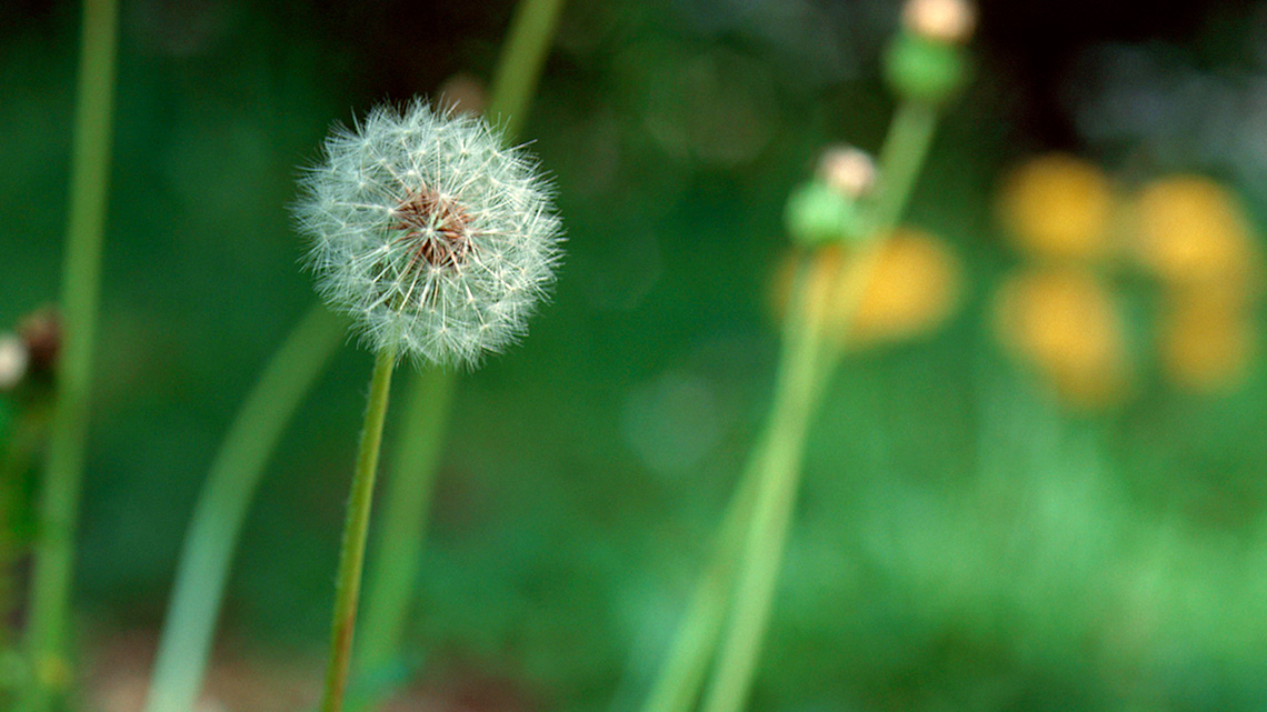A dandelion with a round ball of seeds on top. The seeds are fluffy and can float on the wind.