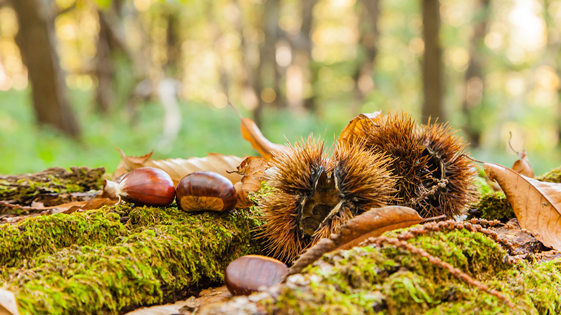 Chestnut seeds with small bristles that can stick to animals or clothes.