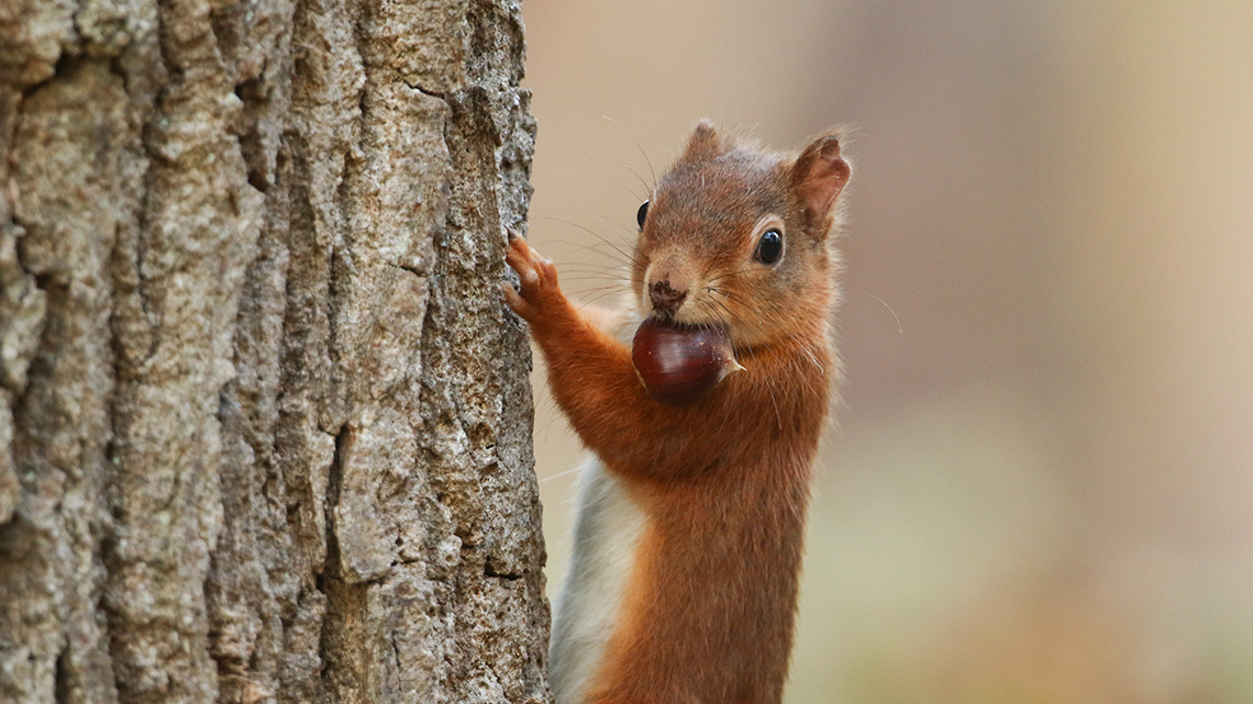 A squirrel with a seed in its mouth is climbing a tree.