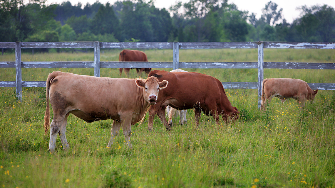 Cows are eating grasses in a pasture.