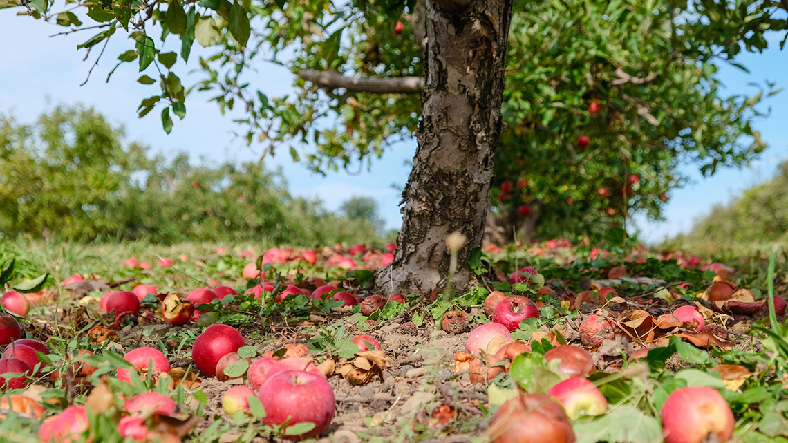 An apple tree surrounded by apples that have fallen off the tree.