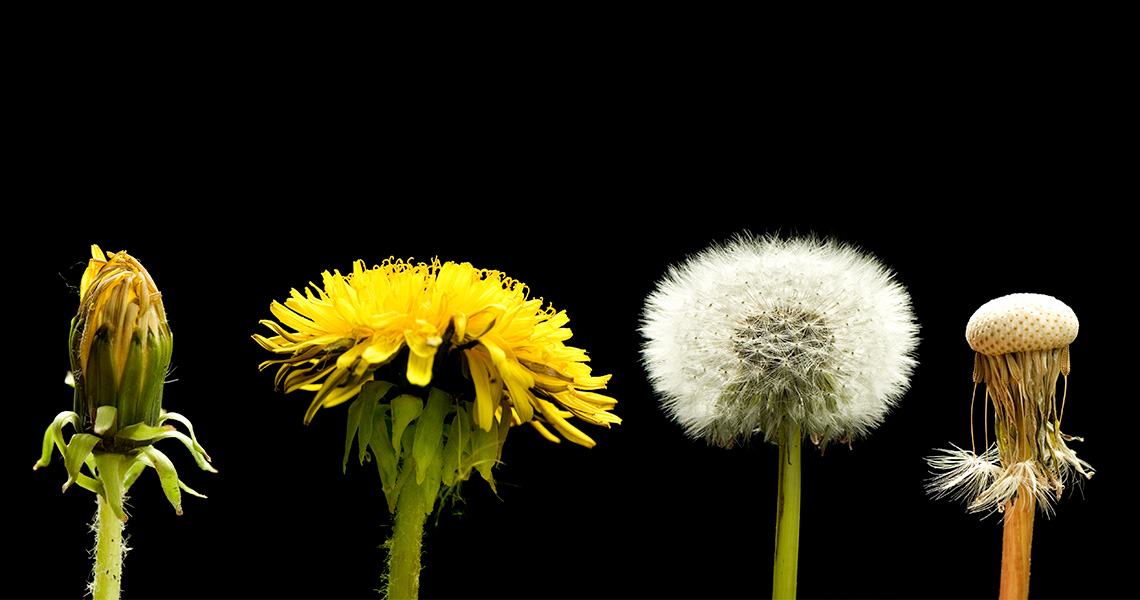 Four dandelions that show the dandelion flower turning into a seed head where seeds can spread.