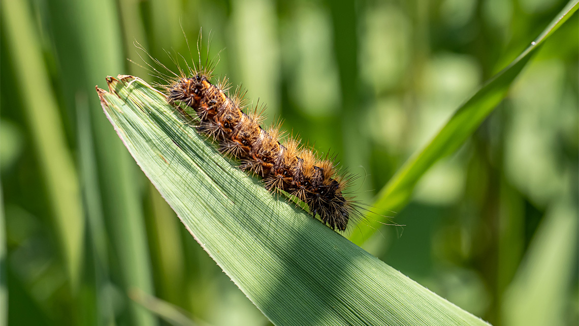 A spongy moth caterpillar on a green leaf in the sun.