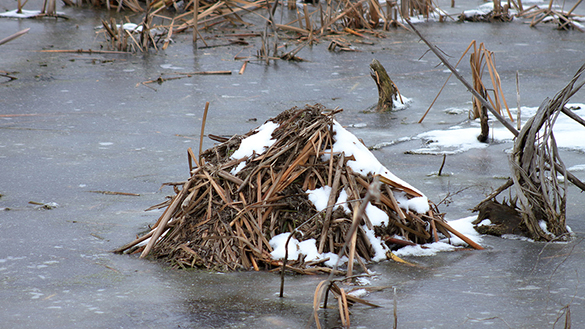 Sticks piled into a dome coming out of a frozen lake.