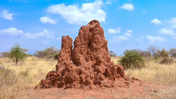 A tall, lumpy pile of dirt in a savannah