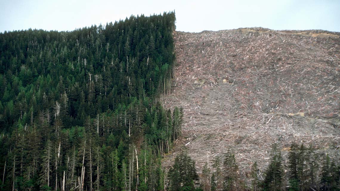 Deforestation Half of a forest on a hillside has been completely cut down to the soil.