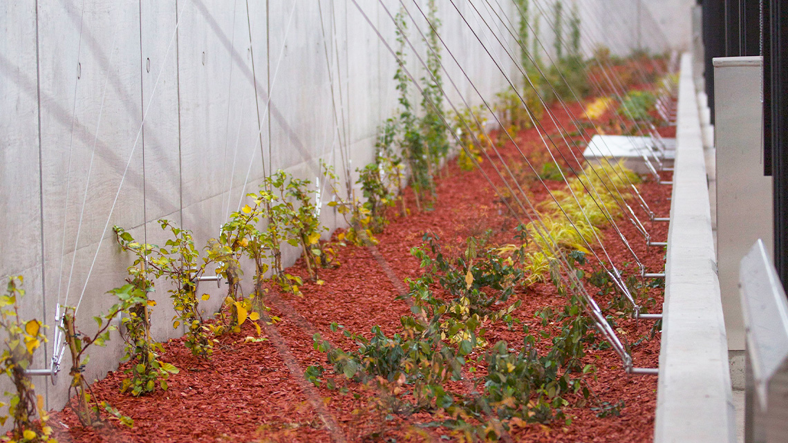 Vines grow from a large concrete planter along steel wires attached to a building.