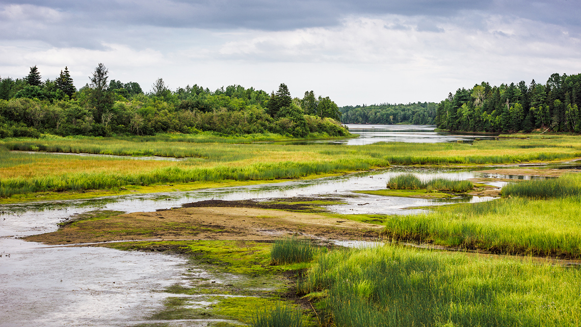 A flat area flooded with water that has plants growing out of it surrounded by trees.