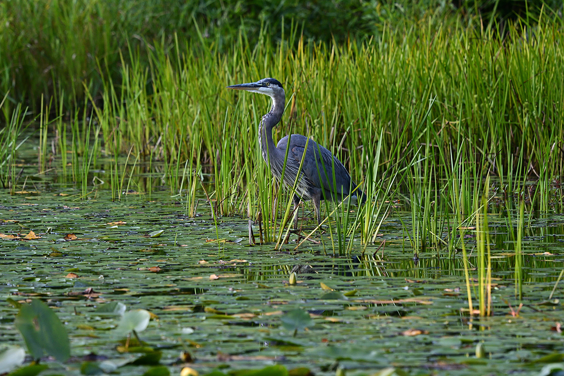Bird on a Wetland A great blue heron is standing on a wetland.
