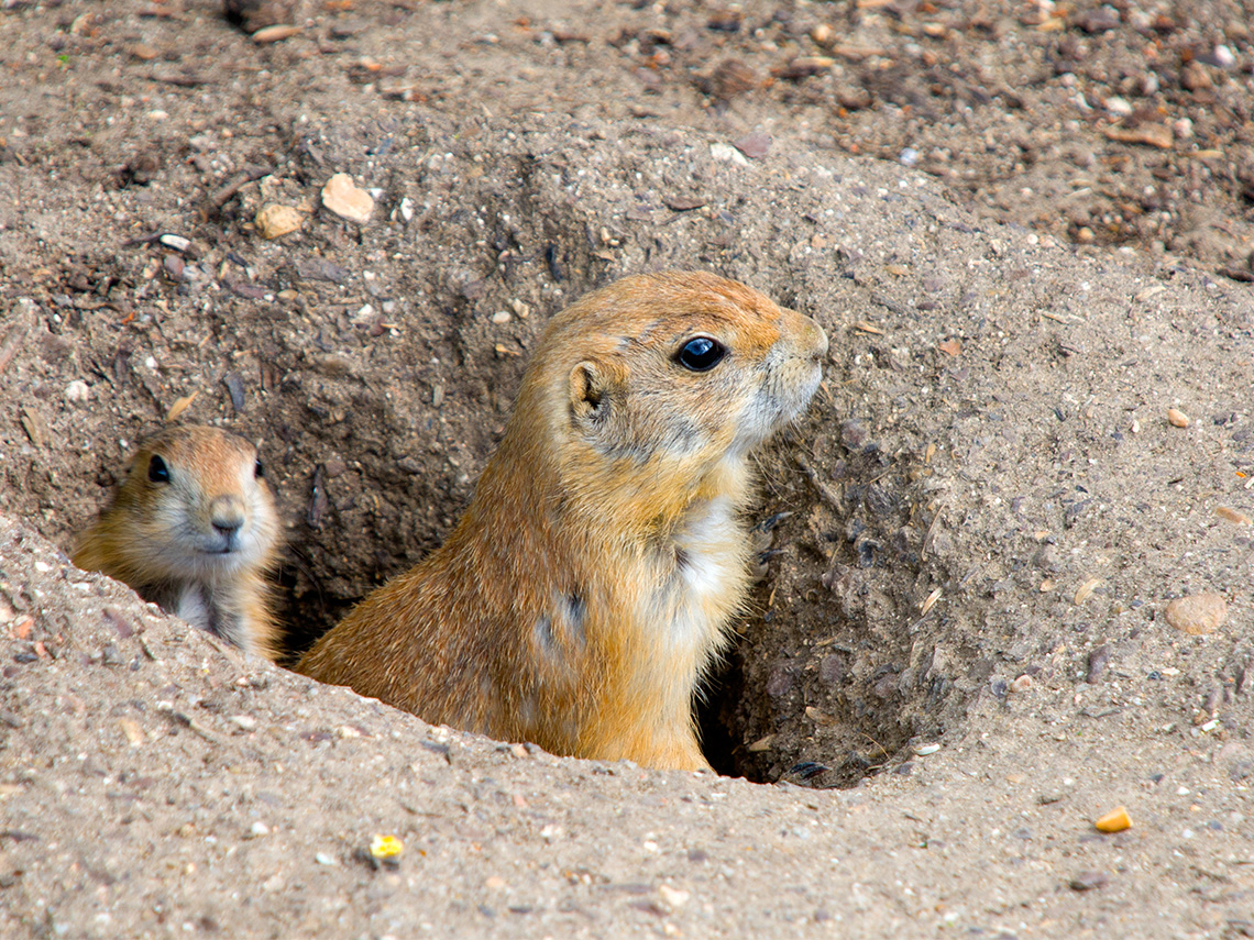 A groundhog sticks its head out of a hole in the soil.
