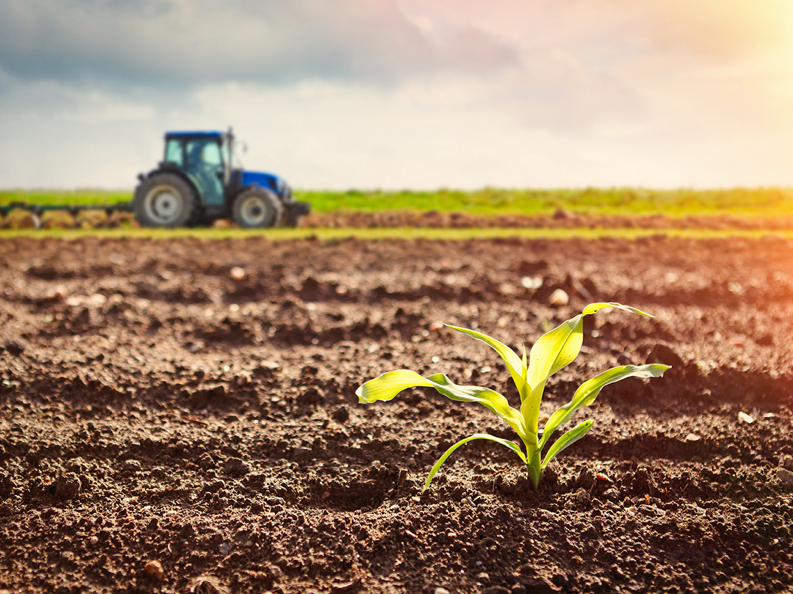 A plant grows from the soil in a farm field with a tractor in the background