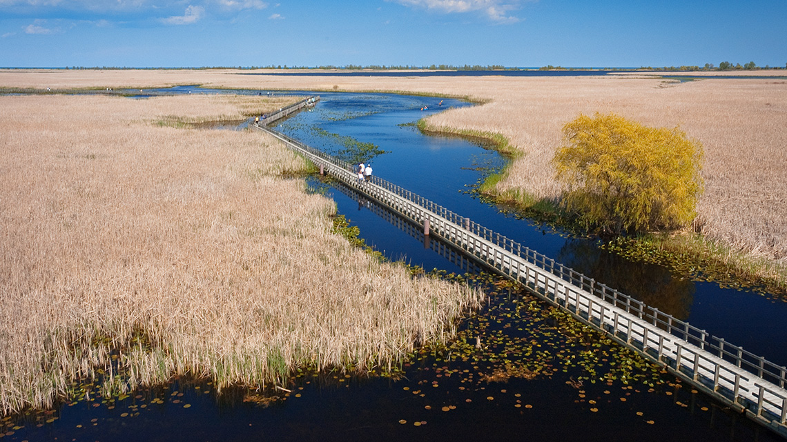 Point Peele Wetland People walking on a boardwalk through a wetland.