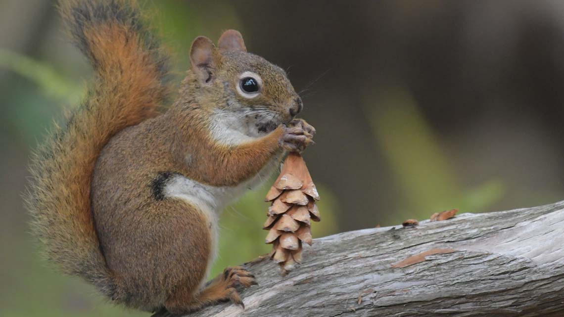 A squirrel sitting on a tree branch holding a seed that is hard coated.