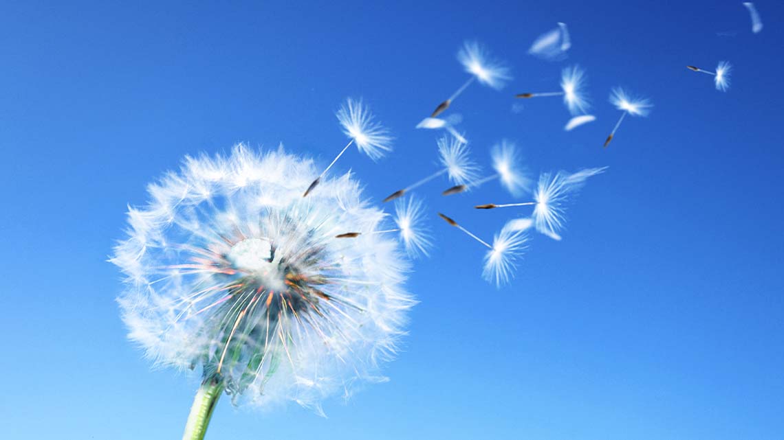 A dandelion with its seeds being carried away by the wind.