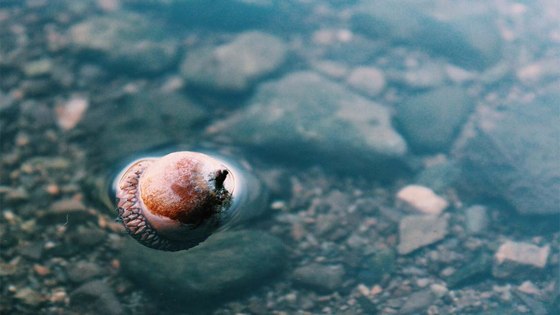 An acorn is floating on the surface of water.